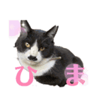我が家のにゃんこ達2（個別スタンプ：7）