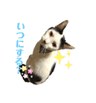 我が家のにゃんこ達2（個別スタンプ：9）