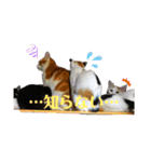 我が家のにゃんこ達2（個別スタンプ：14）