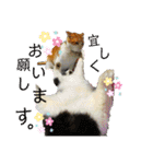 我が家のにゃんこ達2（個別スタンプ：16）