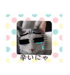 我が家のにゃんこ達2（個別スタンプ：17）