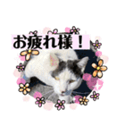 我が家のにゃんこ達2（個別スタンプ：18）