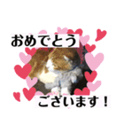 我が家のにゃんこ達2（個別スタンプ：19）