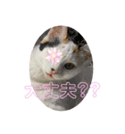 我が家のにゃんこ達2（個別スタンプ：21）