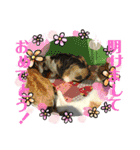 我が家のにゃんこ達2（個別スタンプ：24）