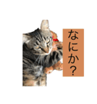 どんみー（個別スタンプ：2）