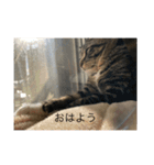 どんみー（個別スタンプ：13）