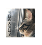 どんみー（個別スタンプ：16）