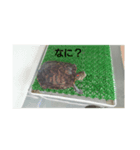 アカミミガメの生活（個別スタンプ：1）
