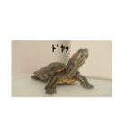 アカミミガメの生活（個別スタンプ：3）