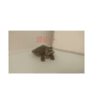 アカミミガメの生活（個別スタンプ：6）