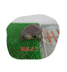 アカミミガメの生活（個別スタンプ：8）