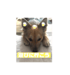 ビビり犬ペコちゃん1歳（個別スタンプ：7）