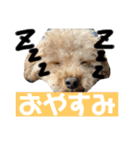 oyadog（個別スタンプ：2）