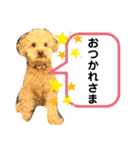 oyadog（個別スタンプ：3）