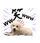 oyadog（個別スタンプ：4）