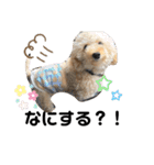 oyadog（個別スタンプ：5）