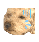 oyadog（個別スタンプ：10）