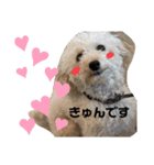 oyadog（個別スタンプ：11）