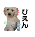 oyadog（個別スタンプ：12）
