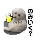 oyadog（個別スタンプ：13）