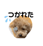 oyadog（個別スタンプ：15）