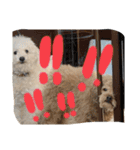 oyadog（個別スタンプ：16）