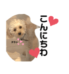 oyadog（個別スタンプ：17）