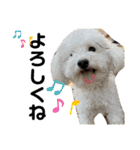 oyadog（個別スタンプ：19）