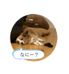 2020ss "Angie"（個別スタンプ：13）