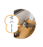 2020ss "Angie"（個別スタンプ：18）