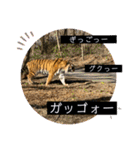 2020ss "Angie"（個別スタンプ：28）