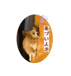 2020ss "Angie"（個別スタンプ：34）