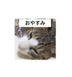 猫のチロ1（個別スタンプ：1）