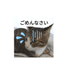 猫のチロ1（個別スタンプ：2）