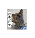 猫のチロ1（個別スタンプ：3）