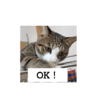 猫のチロ1（個別スタンプ：4）