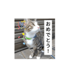 猫のチロ1（個別スタンプ：5）