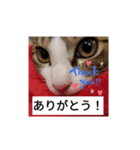 猫のチロ1（個別スタンプ：6）