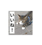猫のチロ1（個別スタンプ：7）