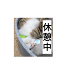 猫のチロ1（個別スタンプ：8）