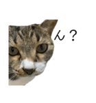 ちろるねこ（個別スタンプ：1）
