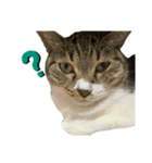 ちろるねこ（個別スタンプ：2）
