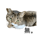 ちろるねこ（個別スタンプ：3）