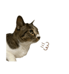 ちろるねこ（個別スタンプ：4）