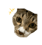ちろるねこ（個別スタンプ：6）