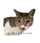 ちろるねこ（個別スタンプ：7）