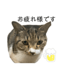 ちろるねこ（個別スタンプ：8）
