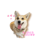 くるゆず コーギースタンプ（個別スタンプ：1）