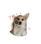 くるゆず コーギースタンプ（個別スタンプ：2）